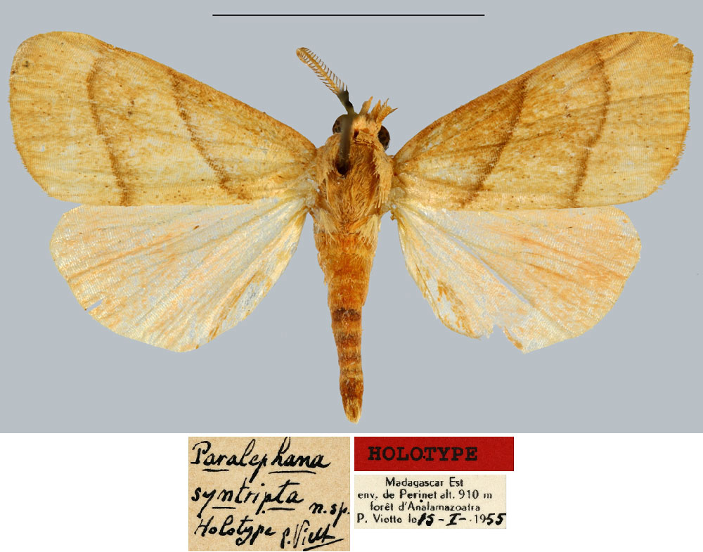 /filer/webapps/moths/media/images/S/syntripta_Paralephana_HT_MNHN.jpg