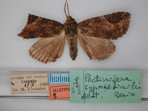 /filer/webapps/moths/media/images/S/sypnaesimilis_Pectinifera_AT_RMCA_01.jpg