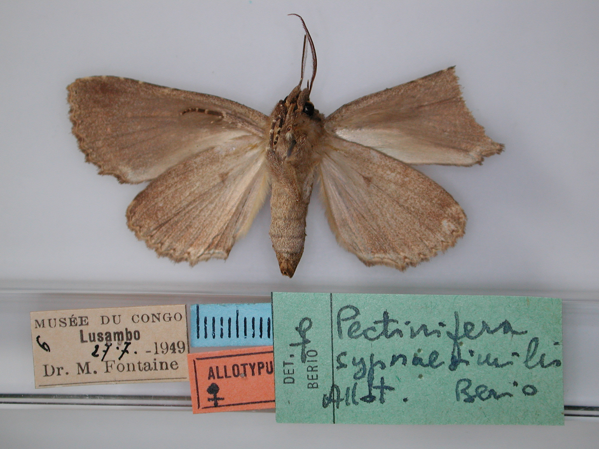 /filer/webapps/moths/media/images/S/sypnaesimilis_Pectinifera_AT_RMCA_02.jpg