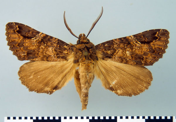 /filer/webapps/moths/media/images/S/sypnaesimilis_Pectinifera_PT_MSNM.jpg