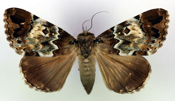 /filer/webapps/moths/media/images/S/sypnoides_Tolna_AF_RMCA.jpg