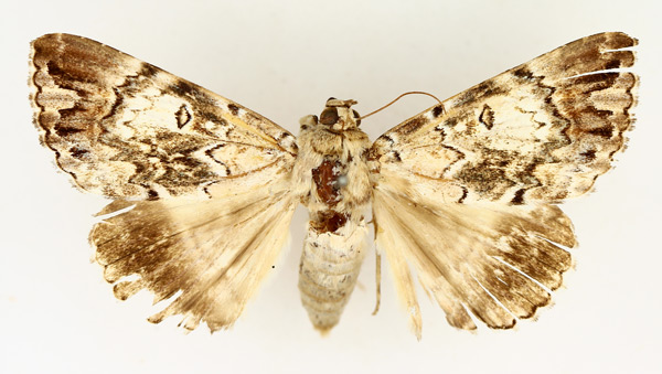 /filer/webapps/moths/media/images/S/sypnoides_Tolna_AF_TMSA_01.jpg