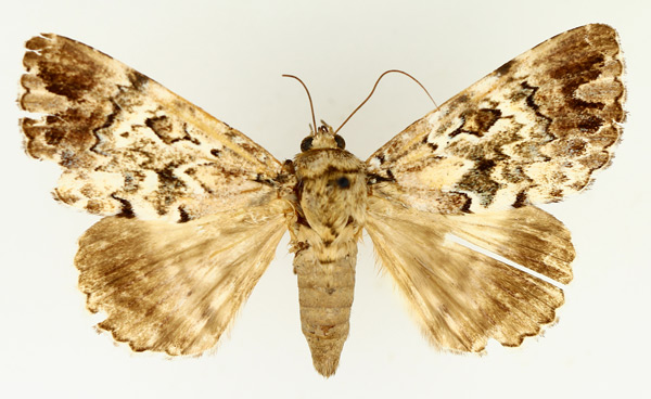 /filer/webapps/moths/media/images/S/sypnoides_Tolna_AF_TMSA_02.jpg