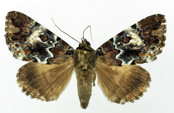 /filer/webapps/moths/media/images/S/sypnoides_Tolna_AM_Basquin.jpg