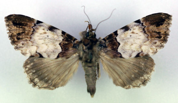 /filer/webapps/moths/media/images/S/sypnoides_Tolna_AM_RMCA.jpg