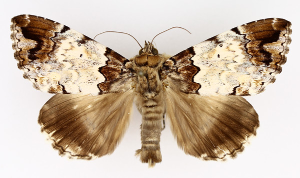 /filer/webapps/moths/media/images/S/sypnoides_Tolna_AM_TMSA_01.jpg