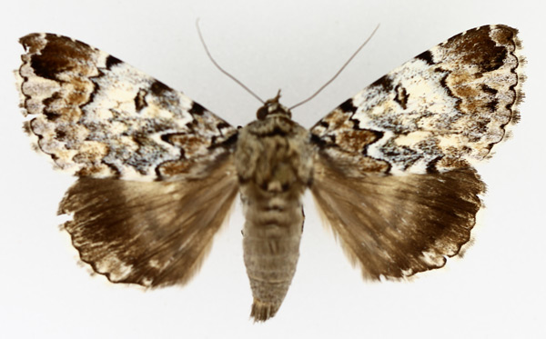 /filer/webapps/moths/media/images/S/sypnoides_Tolna_AM_TMSA_02.jpg