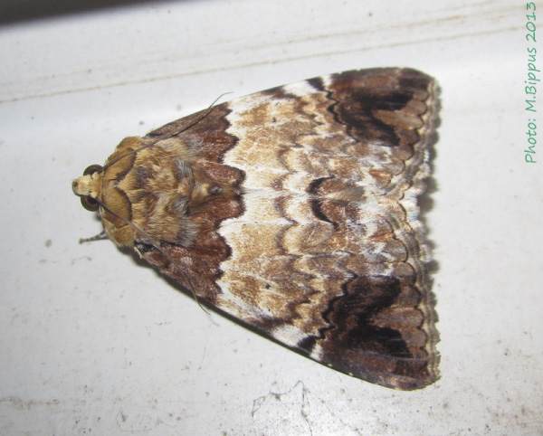 /filer/webapps/moths/media/images/S/sypnoides_Tolna_A_Bippus.jpg