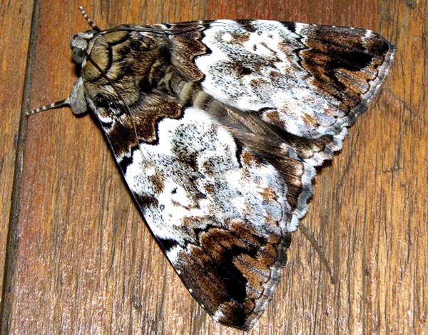 /filer/webapps/moths/media/images/S/sypnoides_Tolna_A_Braun_17.jpg