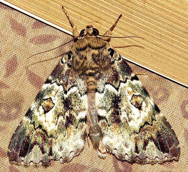 /filer/webapps/moths/media/images/S/sypnoides_Tolna_A_Braun_18.jpg