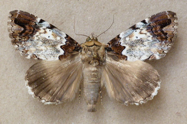 /filer/webapps/moths/media/images/S/sypnoides_Tolna_A_Butler.jpg