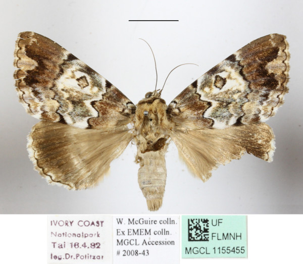 /filer/webapps/moths/media/images/S/sypnoides_Tolna_A_MGCLa_01.jpg