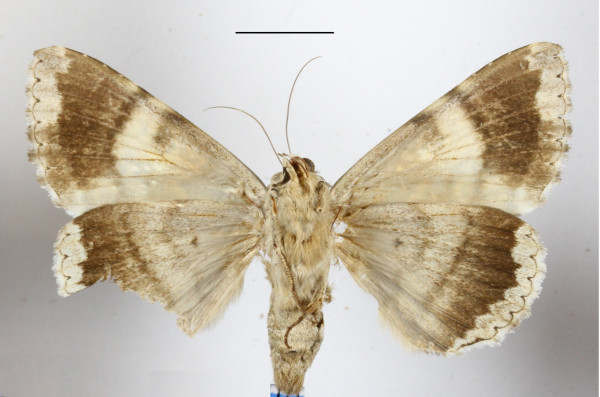 /filer/webapps/moths/media/images/S/sypnoides_Tolna_A_MGCLb_01.jpg