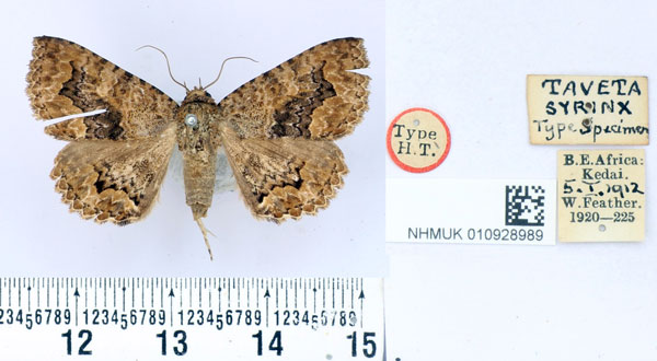 /filer/webapps/moths/media/images/S/syrinx_Taveta_HT_BMNH.jpg