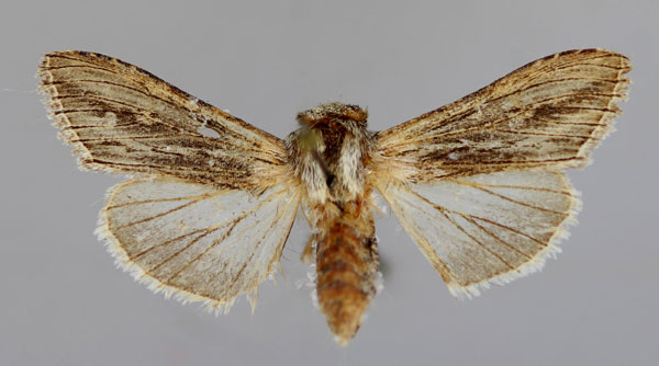 /filer/webapps/moths/media/images/S/syrtana_Cucullia_A_RMCA_01.jpg