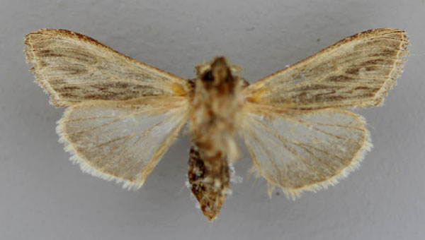 /filer/webapps/moths/media/images/S/syrtana_Cucullia_A_RMCA_02.jpg