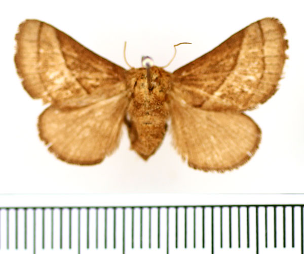 /filer/webapps/moths/media/images/S/syrtis_Omocena_AF_BMNH.jpg