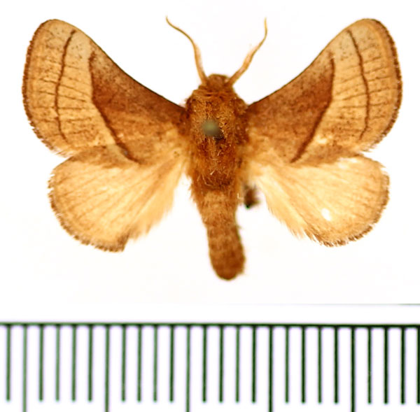 /filer/webapps/moths/media/images/S/syrtis_Omocena_AM_BMNH.jpg