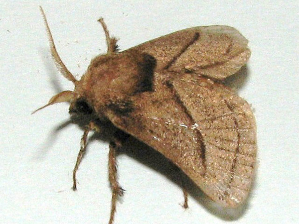 /filer/webapps/moths/media/images/S/syrtis_Omocena_A_Goff_02.jpg