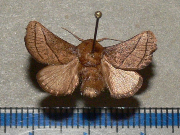 /filer/webapps/moths/media/images/S/syrtis_Omocena_A_Goffa_01.jpg