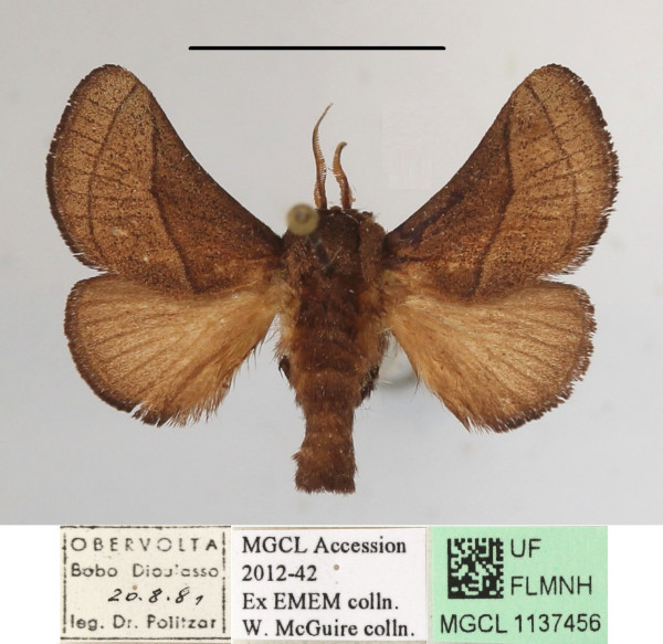/filer/webapps/moths/media/images/S/syrtis_Omocena_A_MGCLa_01.jpg