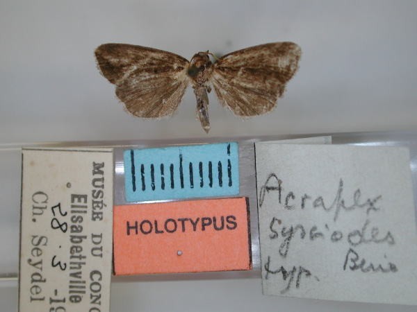 /filer/webapps/moths/media/images/S/sysciodes_Acrapex_HT_RMCA_01.jpg