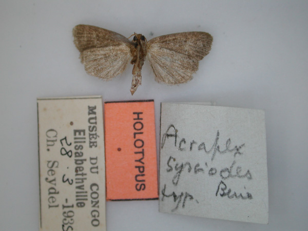 /filer/webapps/moths/media/images/S/sysciodes_Acrapex_HT_RMCA_02.jpg