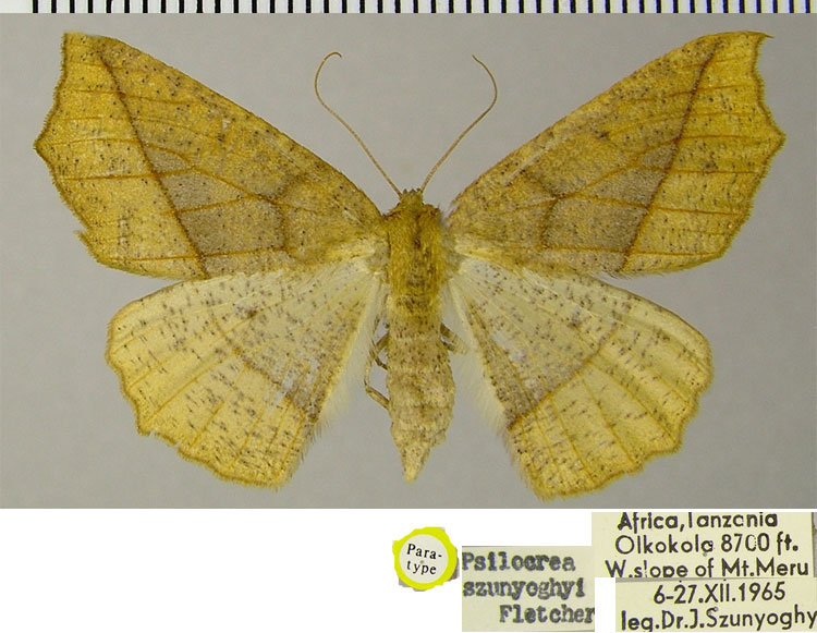/filer/webapps/moths/media/images/S/szunyoghyi_Psilocerea_PTF_ZSM.jpg