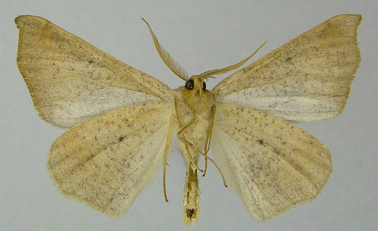 /filer/webapps/moths/media/images/S/szunyoghyi_Psilocerea_PTM_ZSMb.jpg