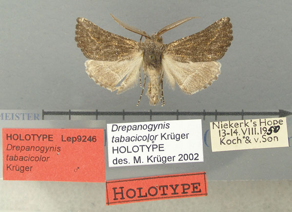 /filer/webapps/moths/media/images/T/tabacicolor_Drepanogynis_HT_TMSA.jpg