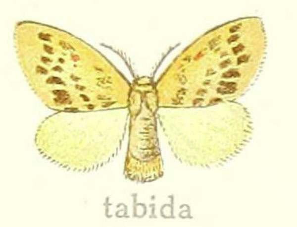 /filer/webapps/moths/media/images/T/tabida_Euproctis_HT_Hering_28c.jpg