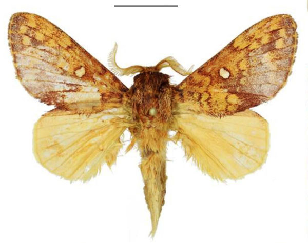 /filer/webapps/moths/media/images/T/tabithae_Hypotrabala_HT_ANHRT.jpg