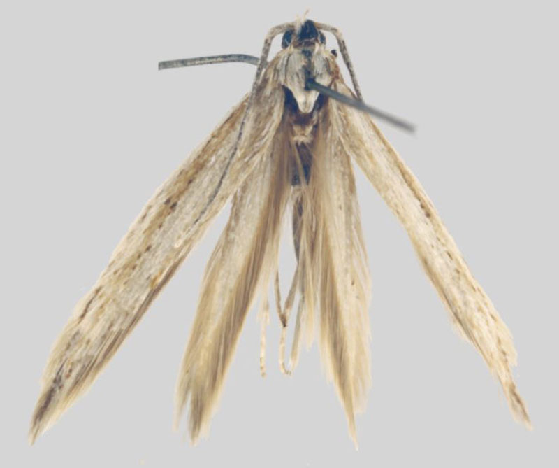 /filer/webapps/moths/media/images/T/tabulensis_Coleophora_HT_ZMHB.jpg