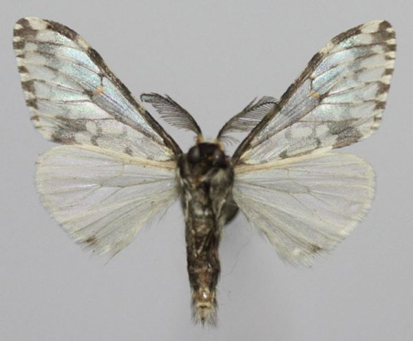 /filer/webapps/moths/media/images/T/tacita_Rhypopteryx_AM_Golovizinb.jpg