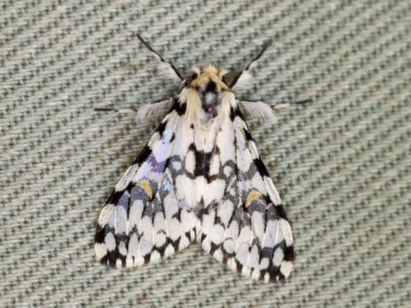 /filer/webapps/moths/media/images/T/tacita_Rhypopteryx_A_Voaden.jpg