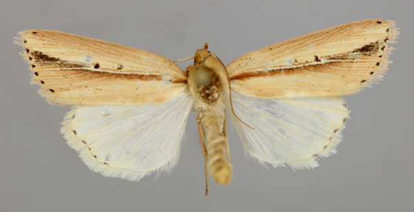 /filer/webapps/moths/media/images/T/tacuna_Leucania_A_RMCA_01.jpg