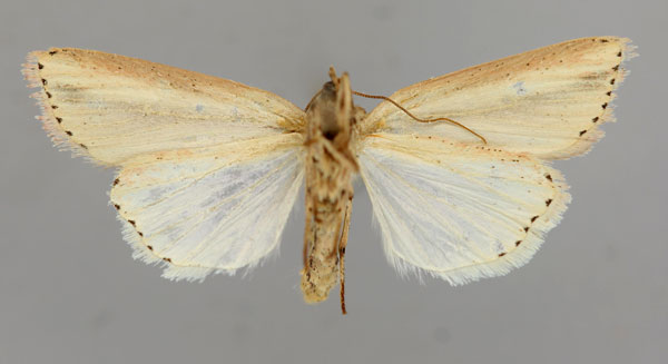 /filer/webapps/moths/media/images/T/tacuna_Leucania_A_RMCA_02.jpg
