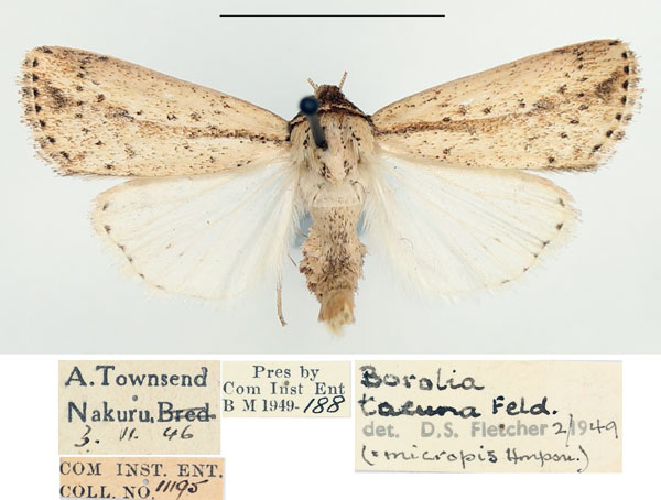 /filer/webapps/moths/media/images/T/tacuna_Mythimna_AF_BMNH_02.jpg