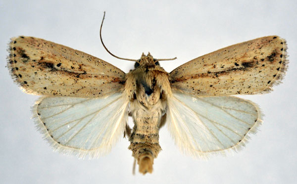 /filer/webapps/moths/media/images/T/tacuna_Mythimna_AF_NHMO.jpg