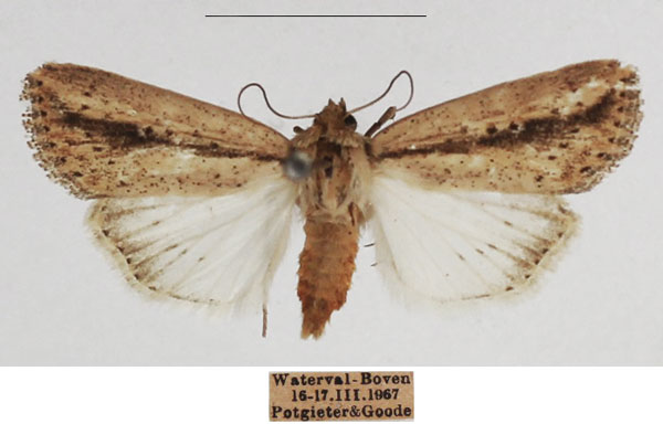 /filer/webapps/moths/media/images/T/tacuna_Mythimna_AF_TMSA_01.jpg