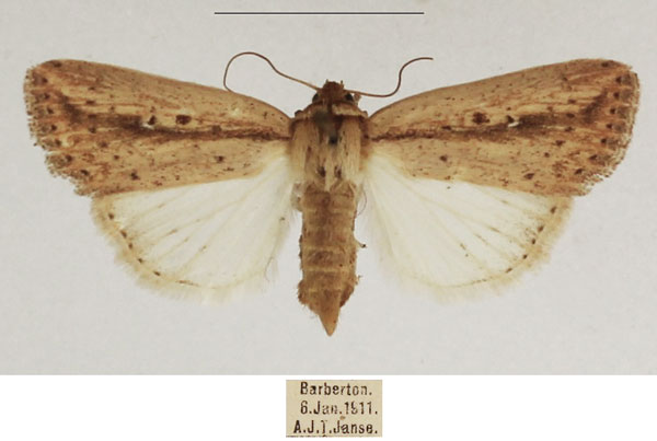 /filer/webapps/moths/media/images/T/tacuna_Mythimna_AF_TMSA_02.jpg