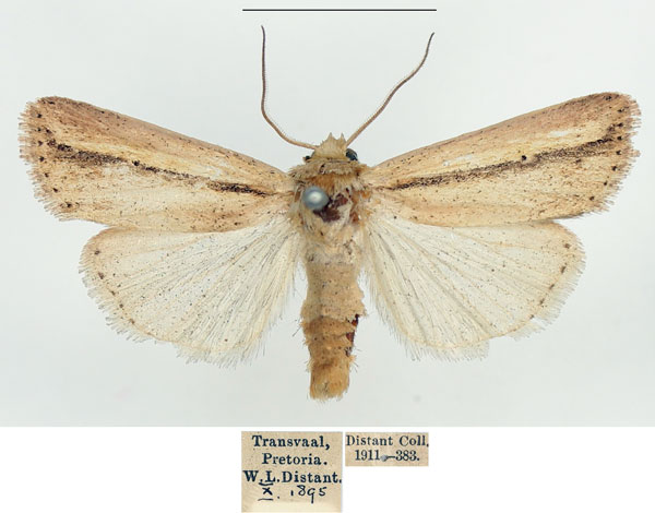 /filer/webapps/moths/media/images/T/tacuna_Mythimna_AM_BMNH.jpg