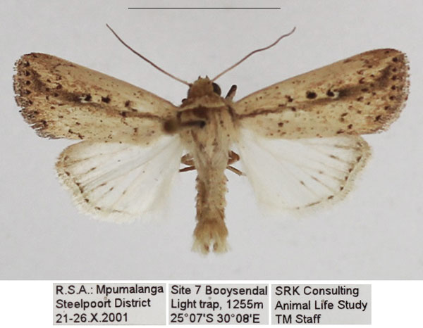 /filer/webapps/moths/media/images/T/tacuna_Mythimna_AM_TMSA_01.jpg