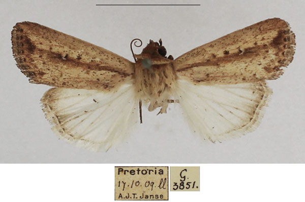 /filer/webapps/moths/media/images/T/tacuna_Mythimna_AM_TMSA_02.jpg