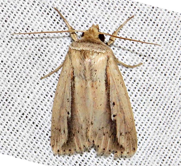 /filer/webapps/moths/media/images/T/tacuna_Mythimna_A_Braun_16.jpg