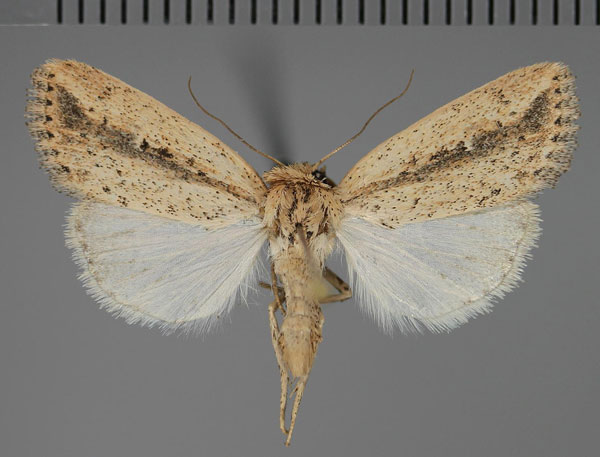 /filer/webapps/moths/media/images/T/tacuna_Mythimna_A_Fiebig.jpg