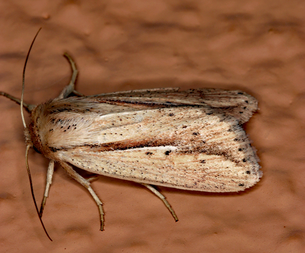 /filer/webapps/moths/media/images/T/tacuna_Mythimna_A_Roland_01.jpg