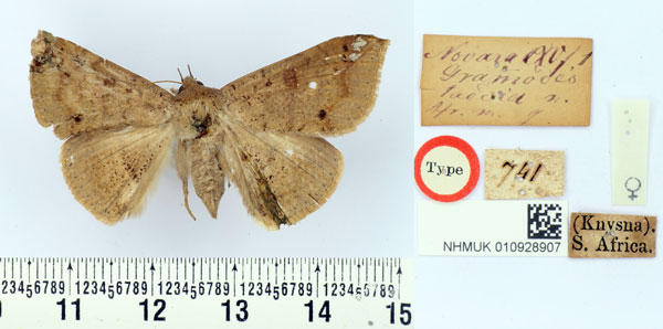 /filer/webapps/moths/media/images/T/taedia_Grammodes_HT_BMNH.jpg