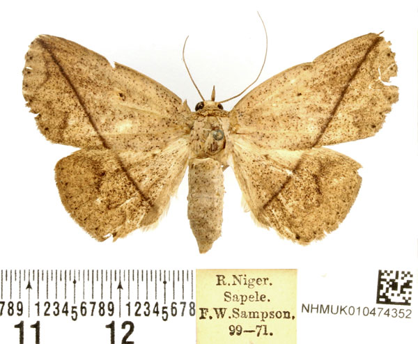 /filer/webapps/moths/media/images/T/taeniata_Ugia_AF_BMNH.jpg