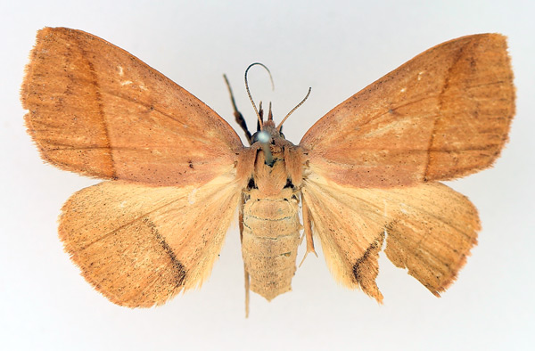 /filer/webapps/moths/media/images/T/taeniata_Ugia_AF_TMSA_01.jpg